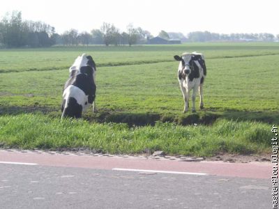 ...et des vaches (mes voisines!!)...