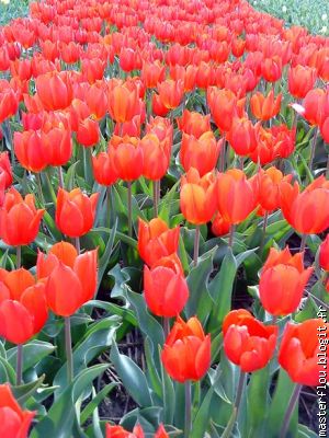 ...des tulipes...